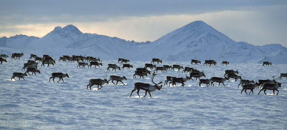 3 Oil Companies Pull Out of Alaska's Arctic National Wildlife Refuge