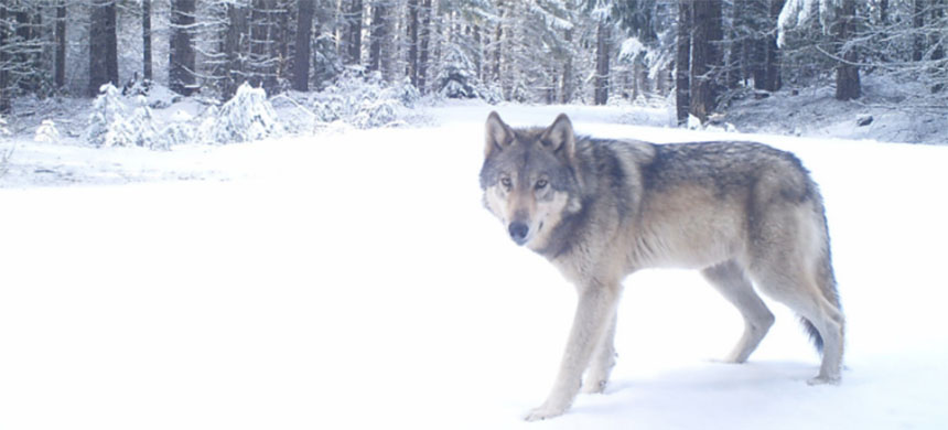 Gray Wolves Regain Federal Endangered Species Act Protections