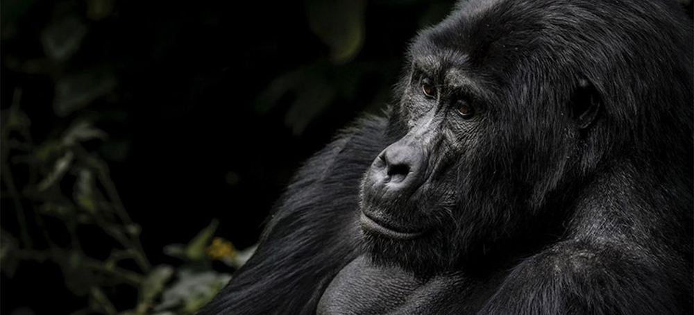 The Secret to Saving Mountain Gorillas