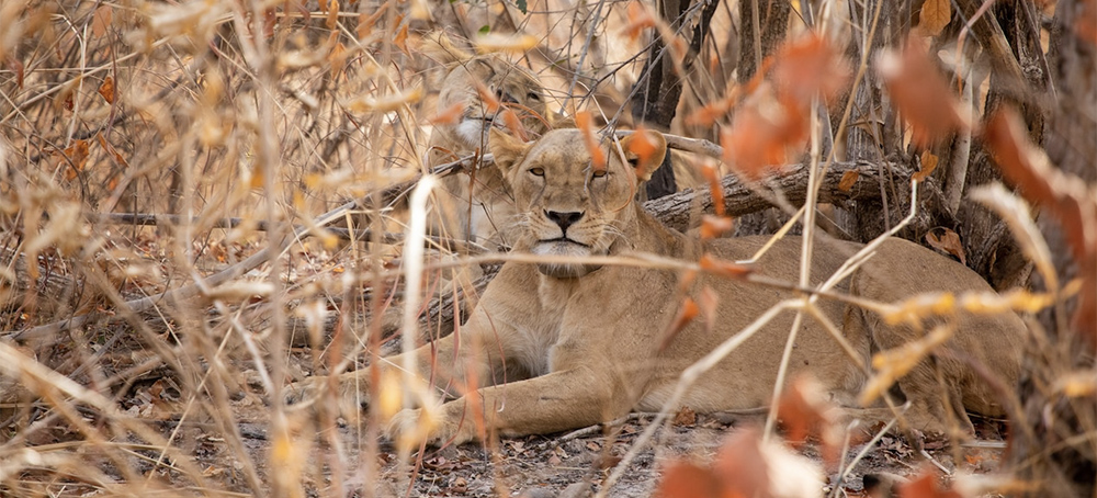 Inside the Race to Save West Africa's Endangered Lions