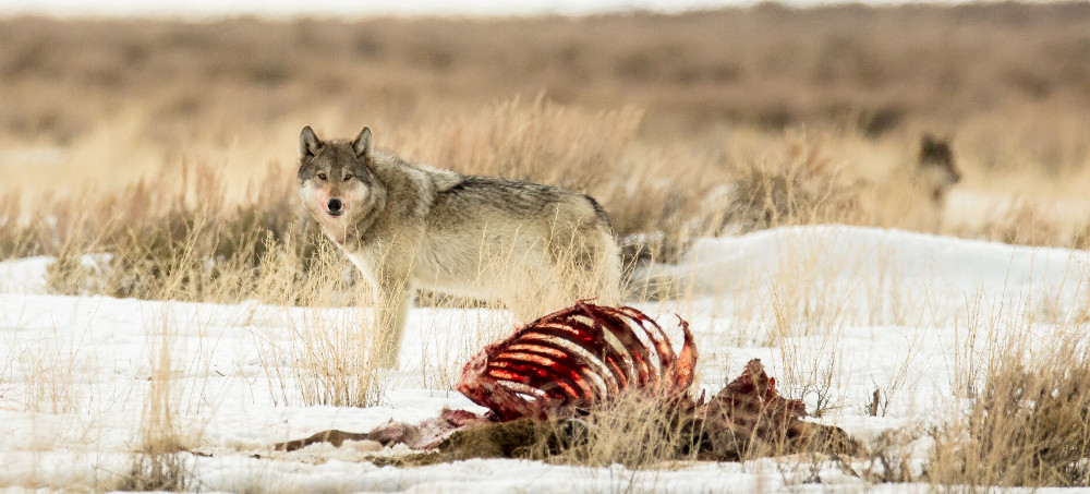 The Battle Over Hunting and Predators in Greater Yellowstone
