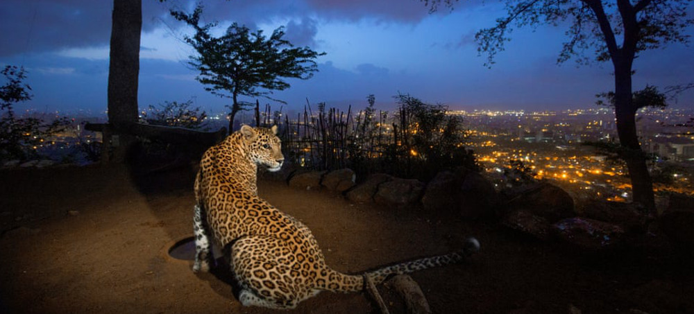 Big Cats, Big Cities: How Los Angeles and Mumbai Live Cheek by Jowl With Feline Locals