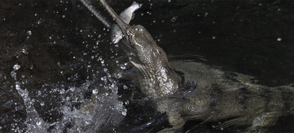 Return of the King? Pakistan Moves to Bring Gharials From Nepal to Its Rivers