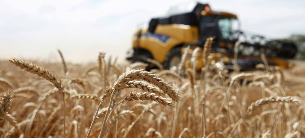 Ukraine Grain Farmers Devastated by Russia's Black Sea Blockade