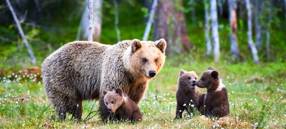 Appeal Challenges Federal Plan Authorizing Killing of 72 Grizzlies Near Yellowstone