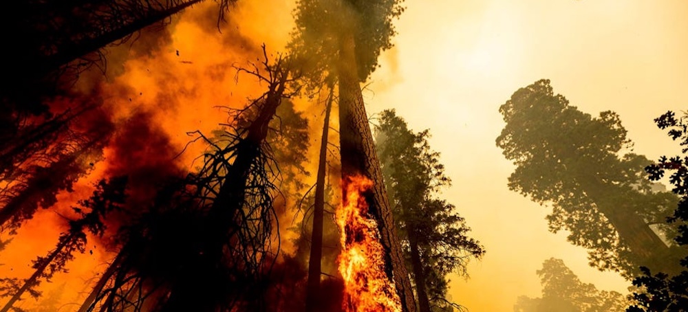 Grove of Giant Sequoias Threatened by California Wildfire