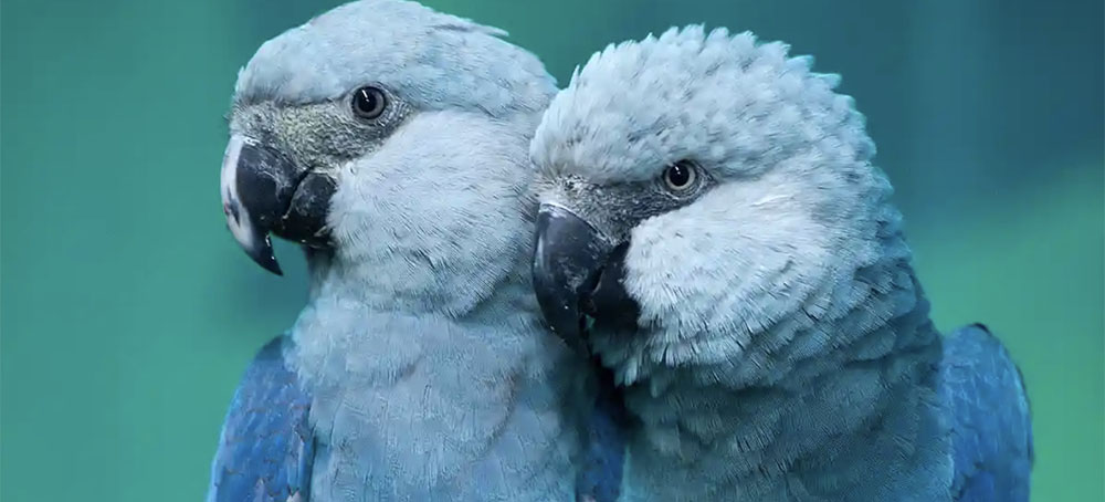 'Extinct’ Parrots Make a Flying Comeback in Brazil