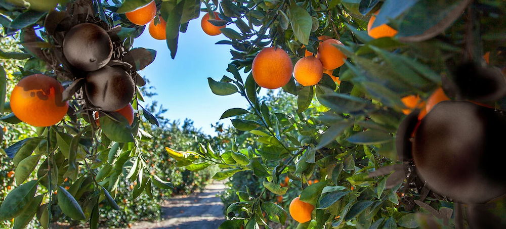 There's a Citrus Pandemic Lurking in California Backyards