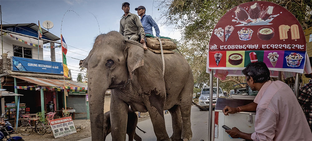 'Unprecedented Crisis' for Nepal's Elephants