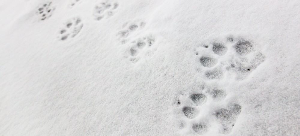 Rocky Mountain Massacre: Was Yellowstone’s Deadliest Wolf Hunt in 100 Years an Inside Job?