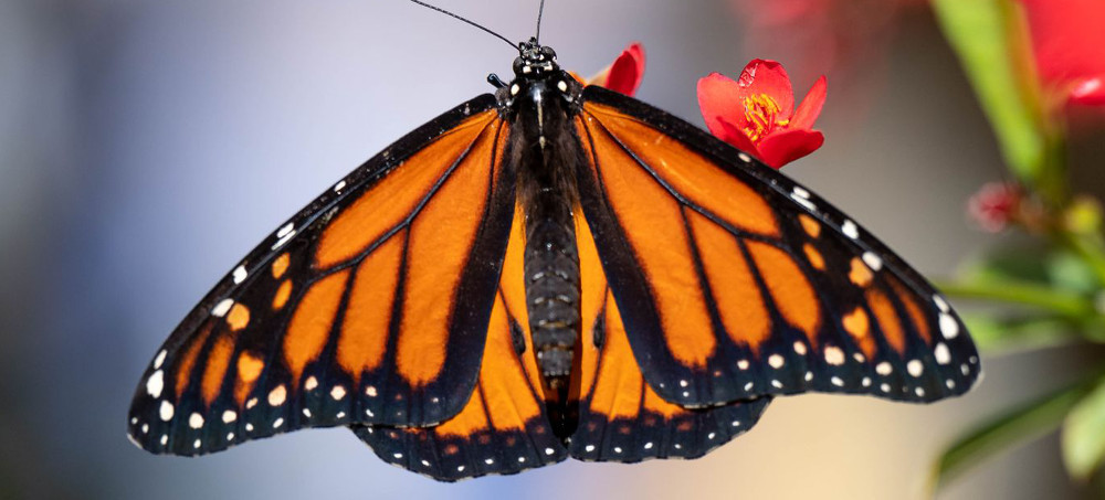 Why Monarch Butterflies, Now Endangered, Are on the 'Edge of Collapse'