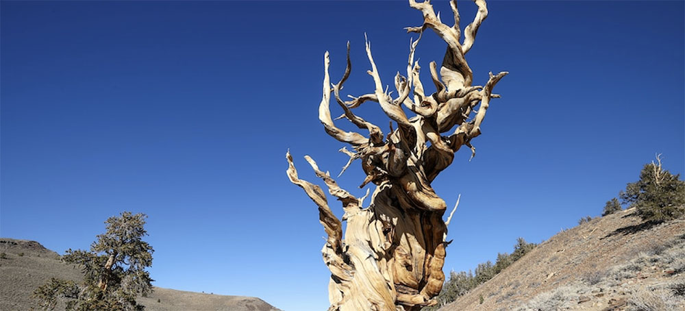 Scientists Rush to Save 1,000-Year-Old Trees on the Brink of Death
