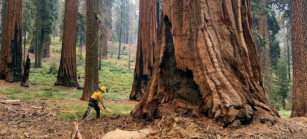 Forest Service Announces Emergency Plan to Save Giant Sequoias