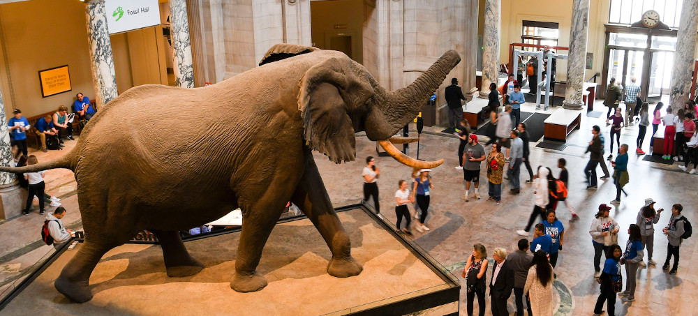 Human Bones, Stolen Art: Smithsonian Tackles Its 'Problem' Collections