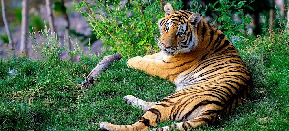 Nepal Was Supposed to Double Its Tiger Population Since 2010. It Tripled It