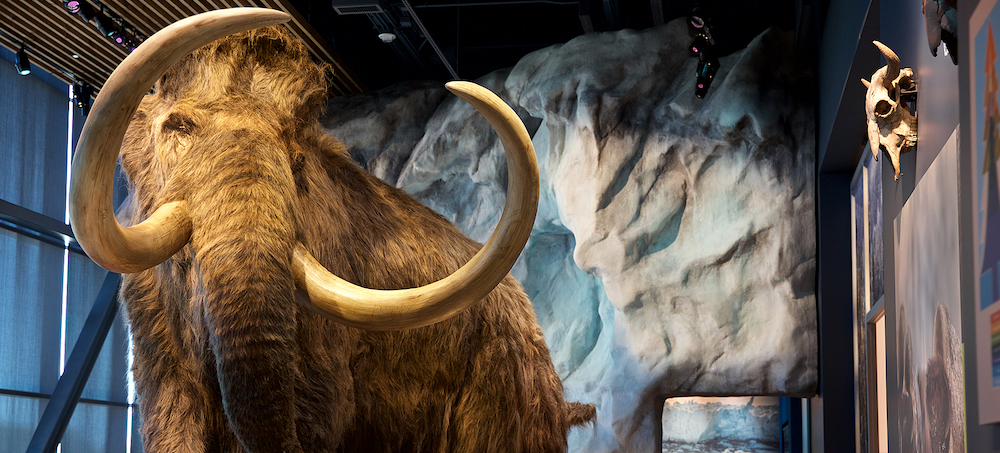 Bringing Back the Woolly Mammoth