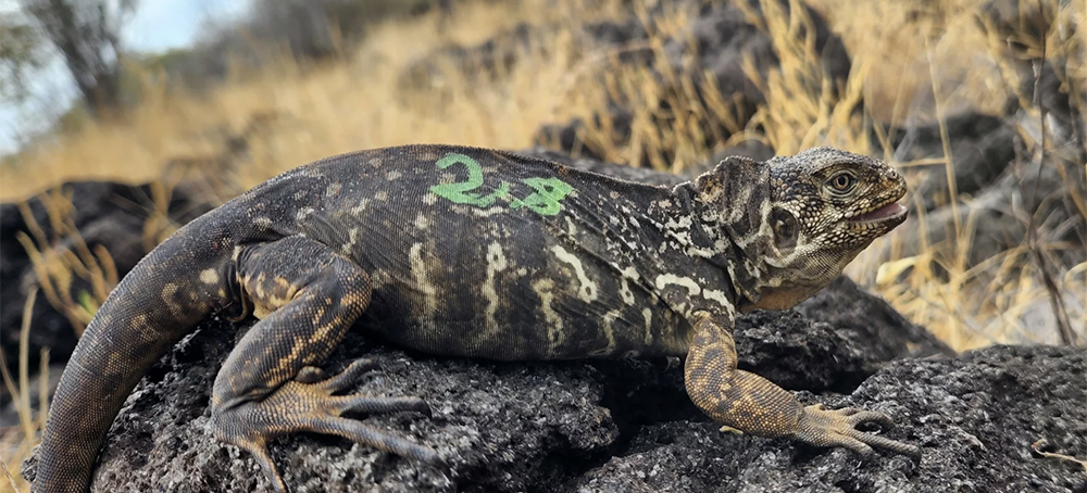An Island in the Galápagos Reintroduced Iguanas After Nearly 200 Years of Extinction
