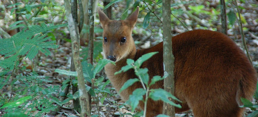  Bolivia's Former 'Death Road' Is Now a Haven for Wildlife