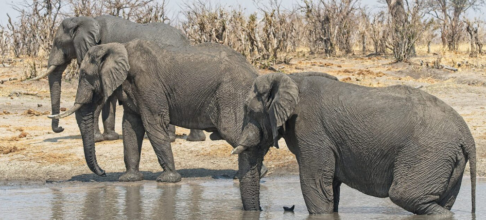 Drought Is Driving Elephants Closer to People. The Consequences Can Be Deadly