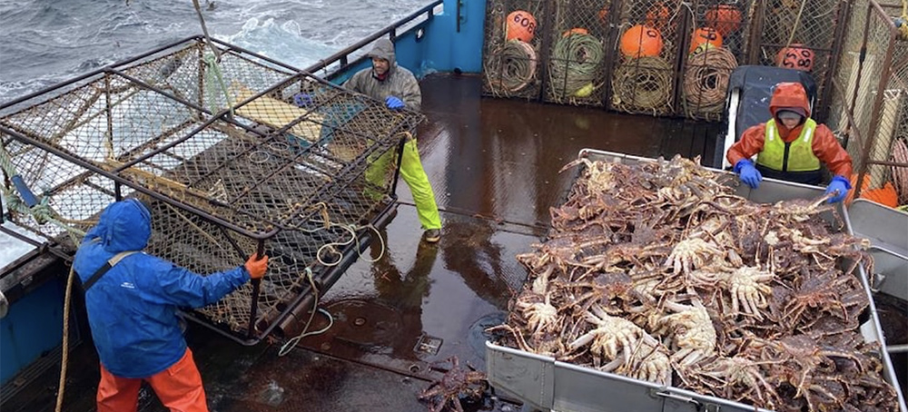Alaska's Snow Crabs Have Disappeared. Where They Went Is a Mystery.