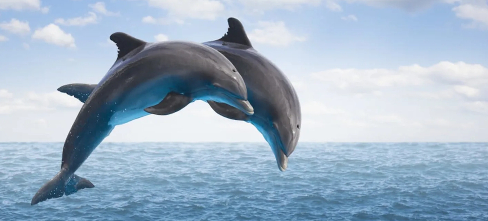 Deepwater Horizon Spill Linked to Gene Expression Changes in Dolphins