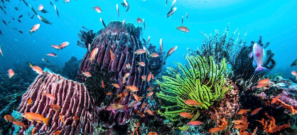 'Time Has Run Out' - UN Fails to Reach Agreement to Protect Marine Life