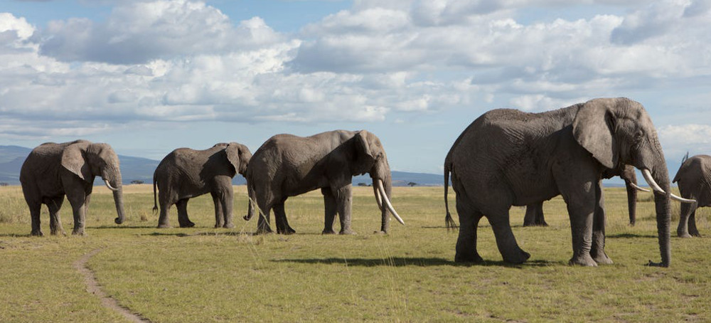 Zimbabwe Moves 2,500 Wild Animals Because of Climate Change