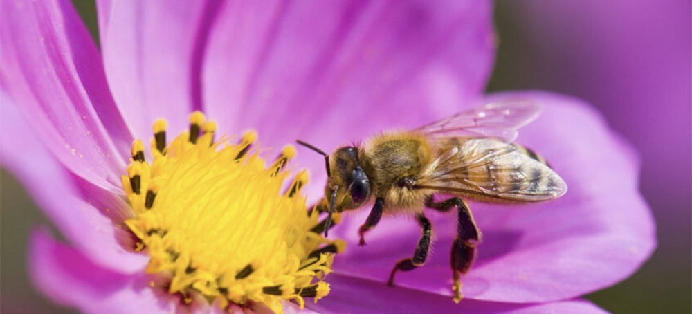 Emergency’ Loophole Used to OK Highly Toxic Pesticide for 10th Straight Year