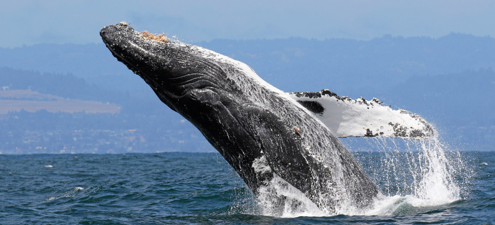 Huge Humpback Whale - and California Celebrity - Killed in Ship Strike Amid Concern Over Collisions