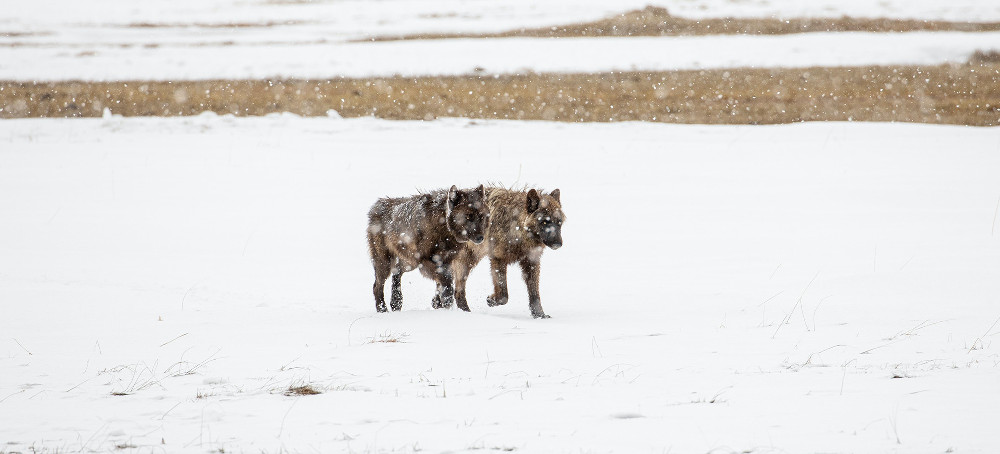 In Reviewing Wolves' Endangered Status, Martha Williams Confronts Her Montana Past