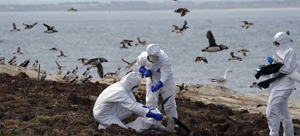 Wild Birds in North America Are Dying Like Never Before