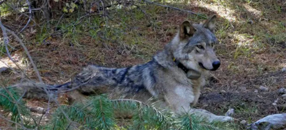 Six Endangered Wolves Found Dead in Washington Were Poisoned, Officials Say