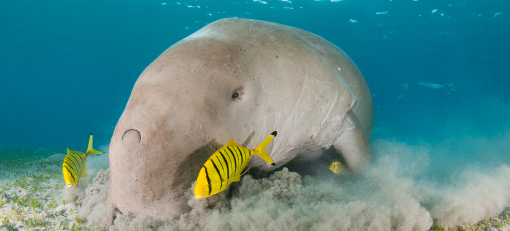  'Critically Endangered' Listing for East African Dugong Population Is Needed