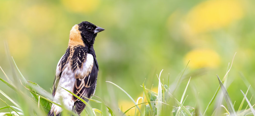 Report: Bird Populations in Decline Across US, Mass., Some Species Near 'Tipping Point'