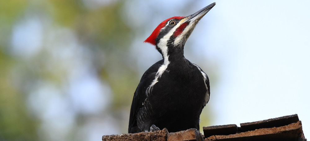 Endangered Species Protections Kick In Too Late, Study Finds