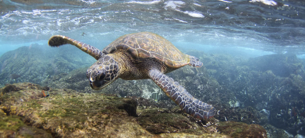 Microplastics Increase Sand Temperature, Impacting Sea Turtle Development, Study Finds