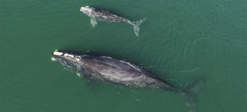 North Atlantic Right Whales Edge Nearer to Extinction