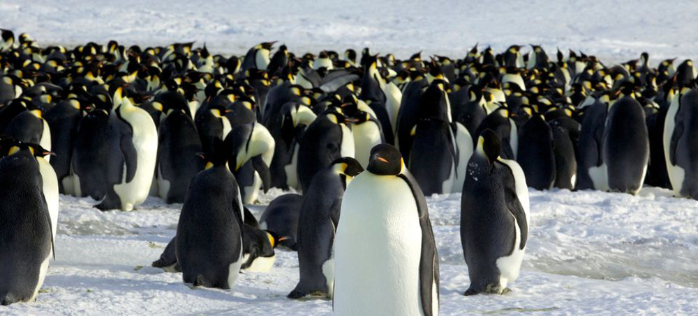 Emperor Penguins Now a Threatened Species Due to Climate Change, US Says