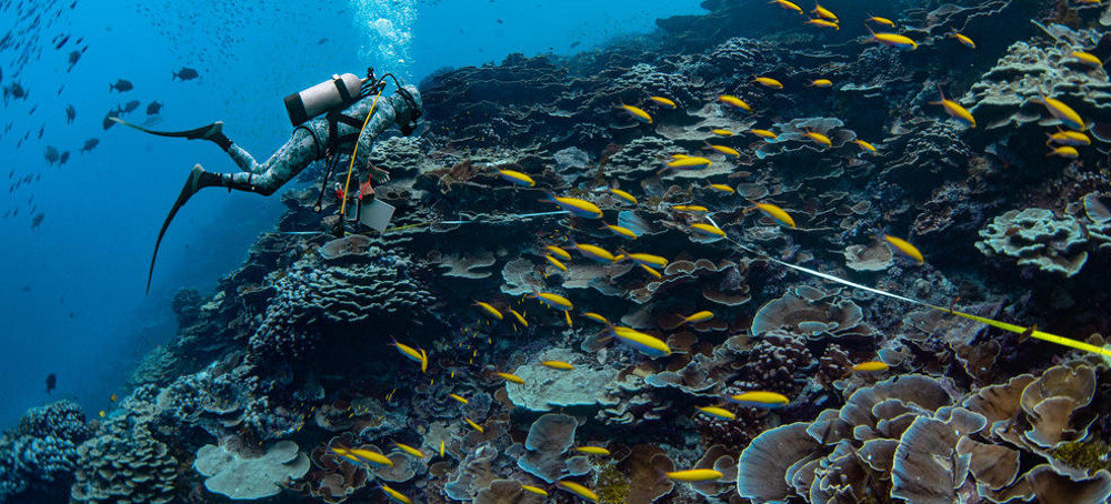 This Coral Reef Resurrected Itself - and Showed Scientists How to Replicate It