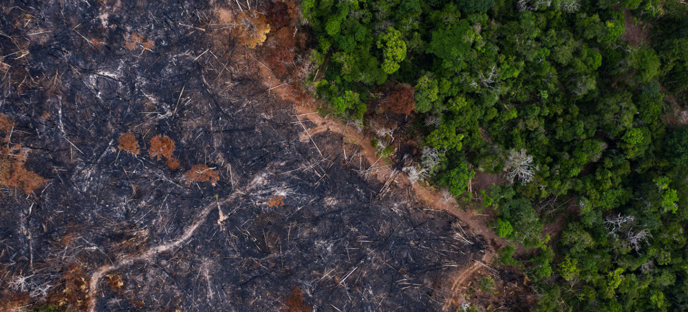 WWF Report: Deforestation Is Pushing Amazon to 'Point of No Return'