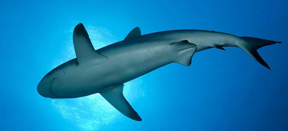 'Landmark Vote' Gives Boost to Threatened Sharks