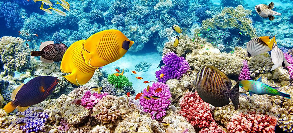 Australia Argues Against 'Endangered' Barrier Reef Status