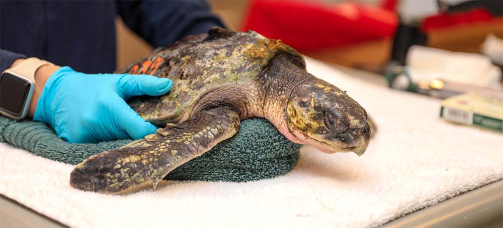 Warmer Currents May Lead Sea Turtles to Danger in Cape Cod Bay
