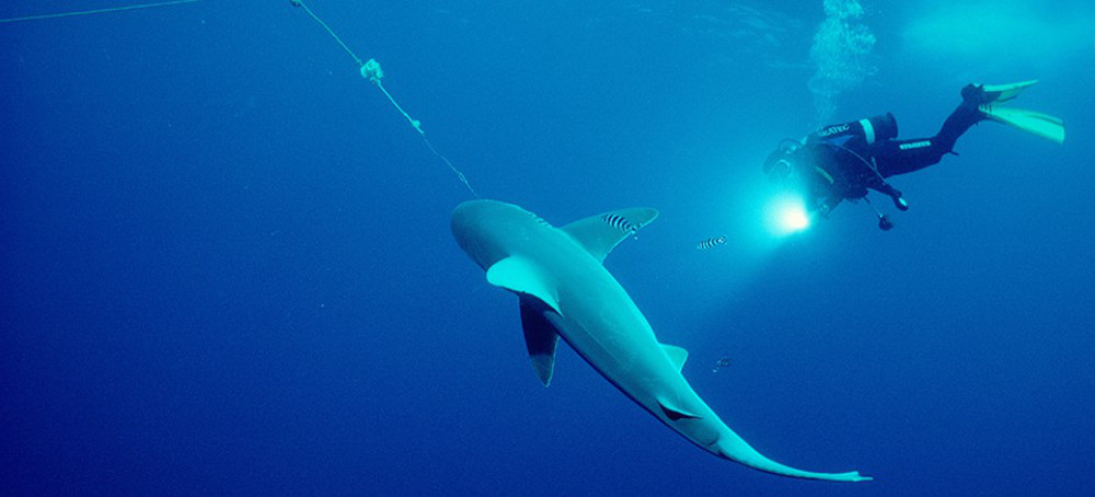 Two Shark Divers Freed 19 Sharks From a Longline. They're Facing Five Years in Prison