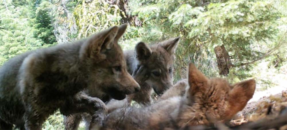 'A Remarkable Sign': Flurry of Wolf Births Offers Hope for California Comeback