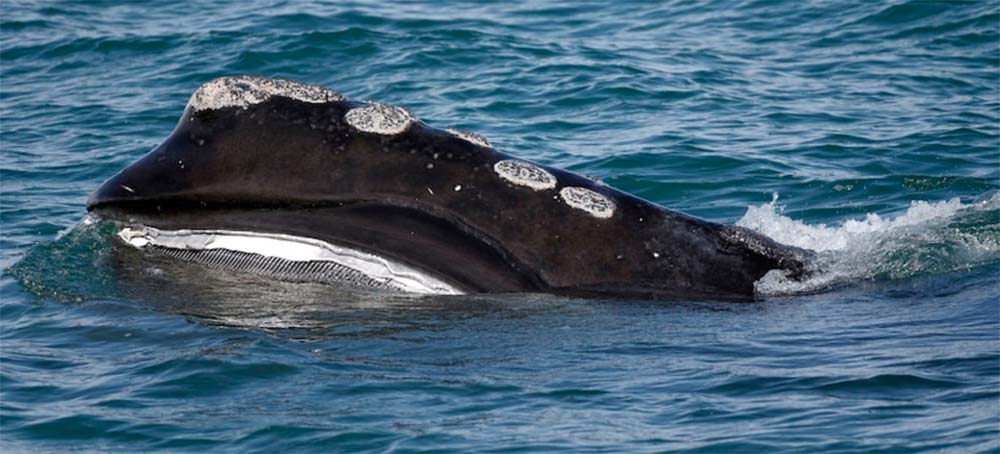 Want to Save The Planet? Saving Whales Could Help, Scientists Say.