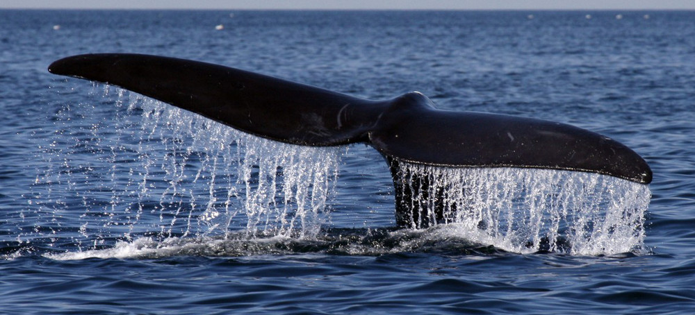 Animal Activists Say Senate Omnibus Bill Condemns Right Whale to Extinction
