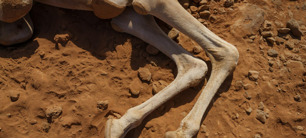 In a Famed Game Park Near the Foot of Mount Kilimanjaro, the Animals Are Giving Up