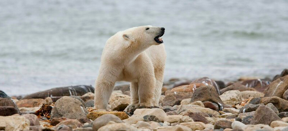 Polar Bears in a Key Region of Canada Are in Sharp Decline, a New Survey Shows