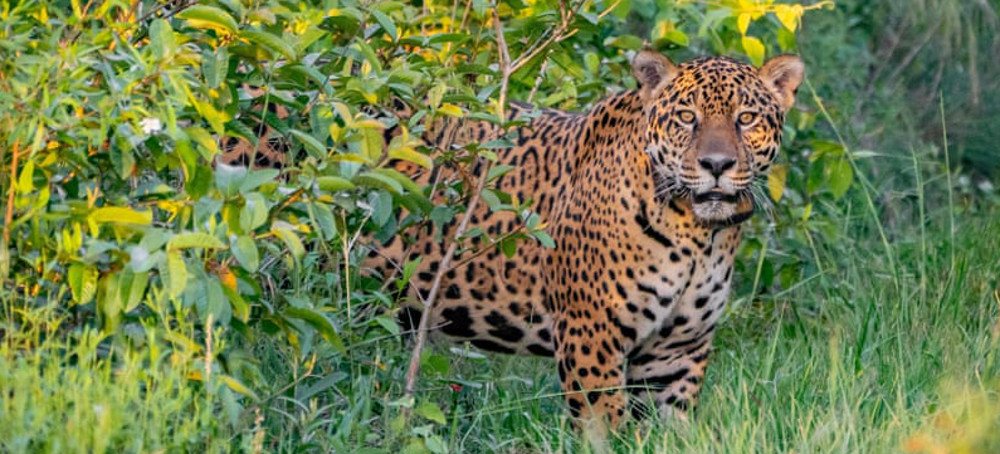 The Mission to Return Jaguars to the US: 'We Aren't Right Without Them'
